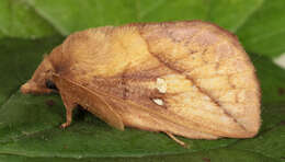 Слика од Euthrix potatoria Linnaeus 1758