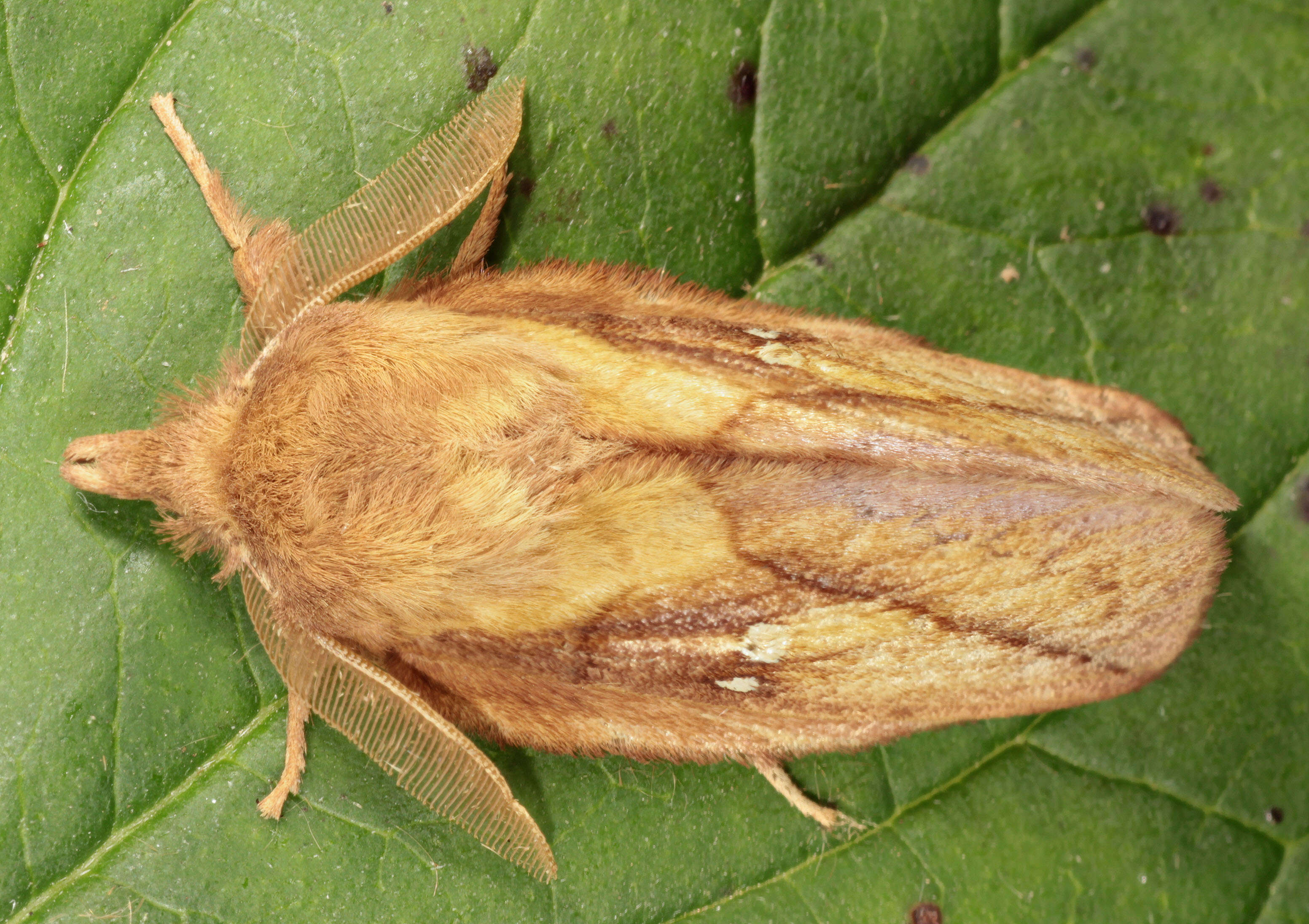 Слика од Euthrix potatoria Linnaeus 1758