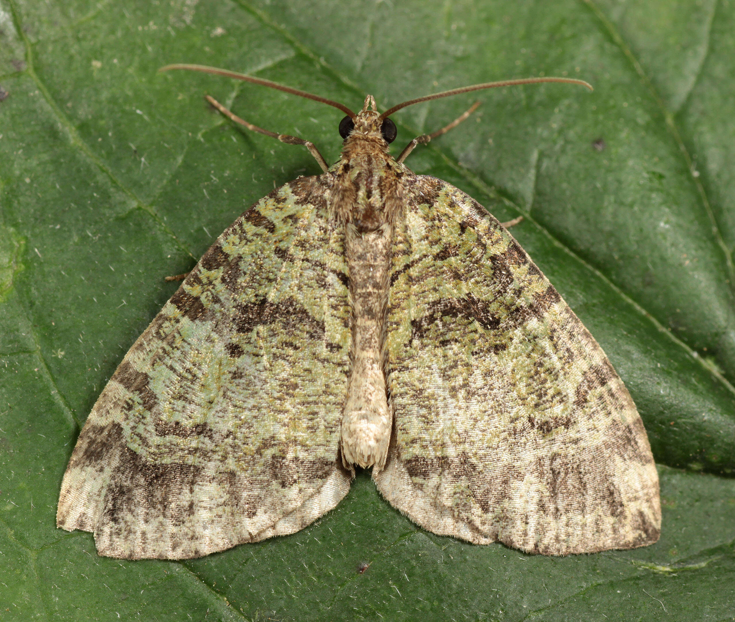 Слика од Hydriomena furcata Thunberg 1784