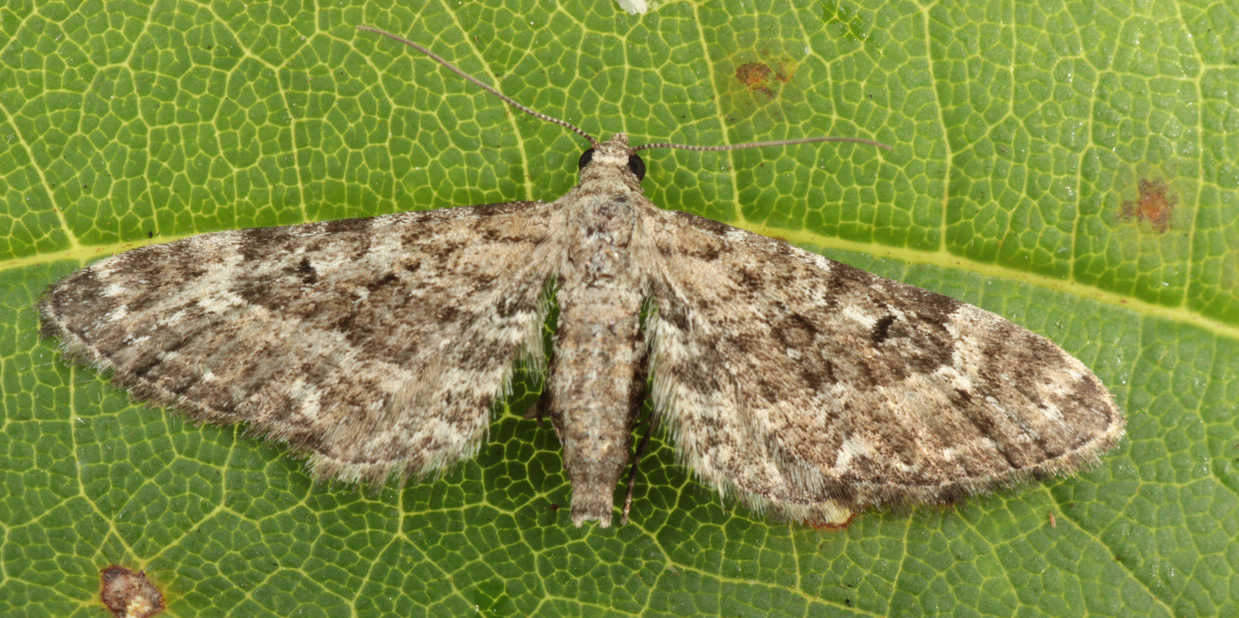 Image of narrow-winged pug