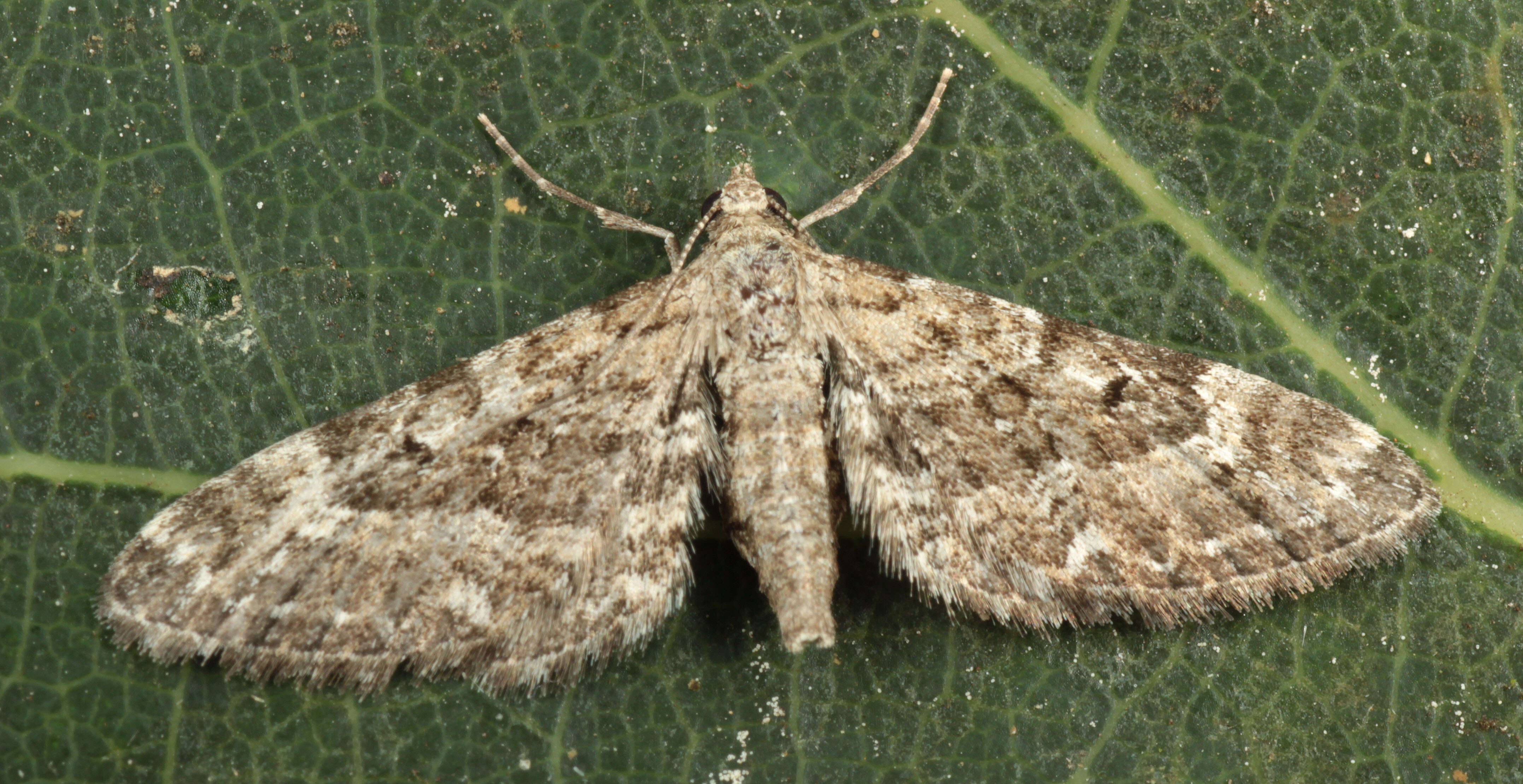 Image of narrow-winged pug