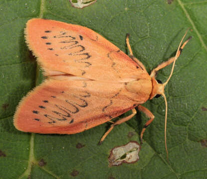 Image of rosy footman