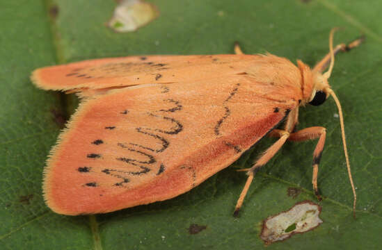 Image of rosy footman