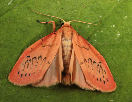 Image of rosy footman