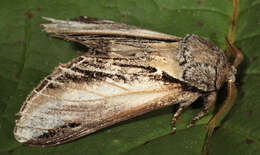 Image of Greater Swallow Prominent