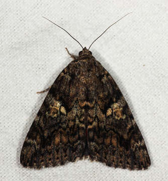 Слика од Catocala sponsa Linnaeus 1767