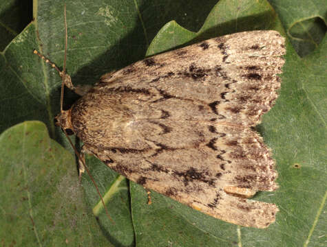 Image of copper underwing