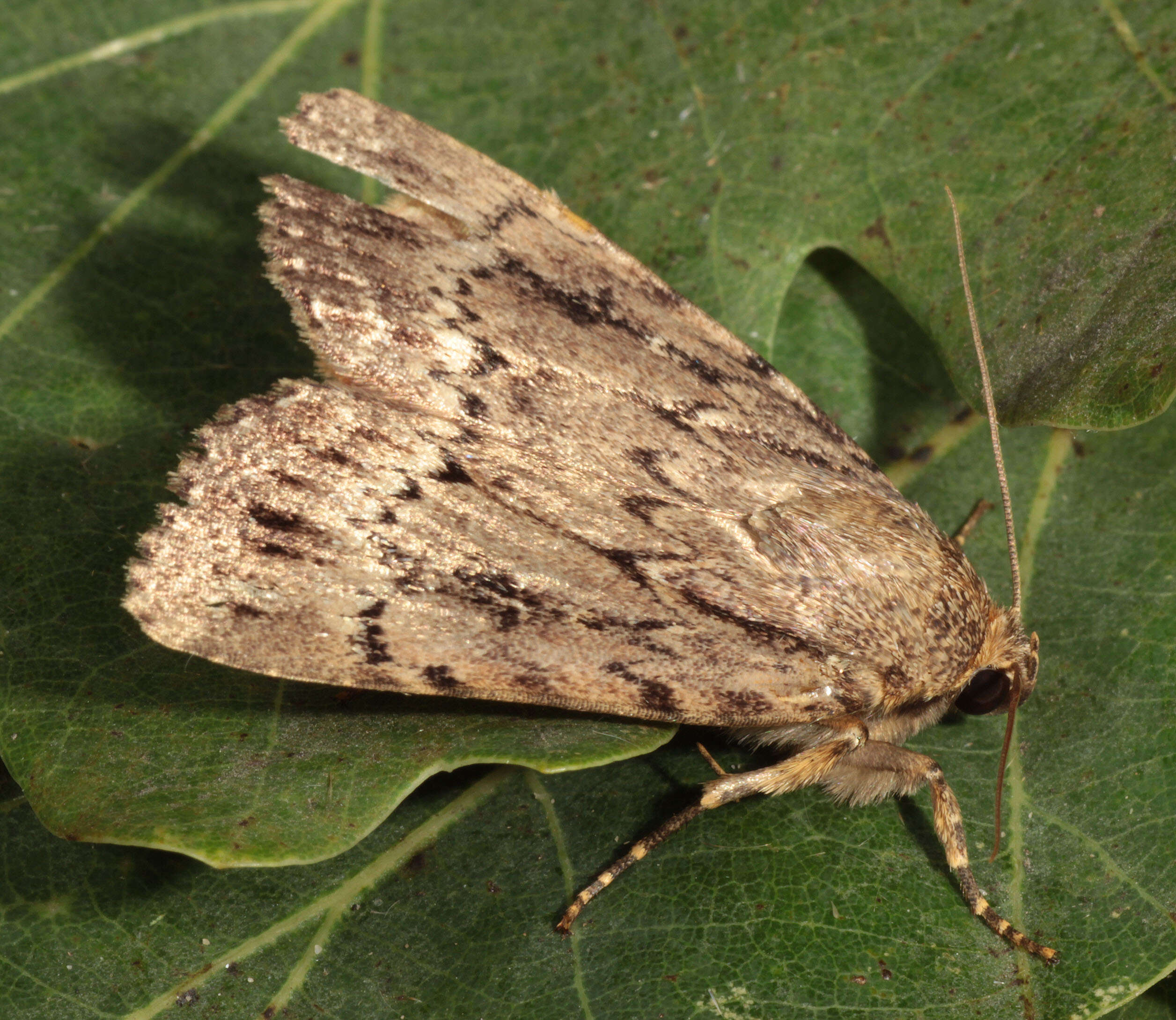 Image of copper underwing