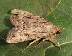 Image of copper underwing