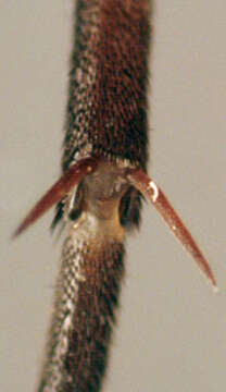 Image of Marsh Snipe fly