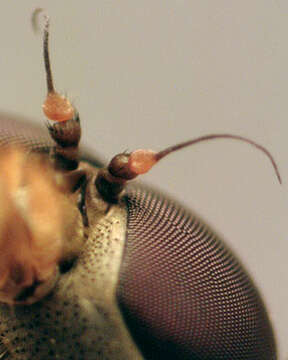 Image of Marsh Snipe fly