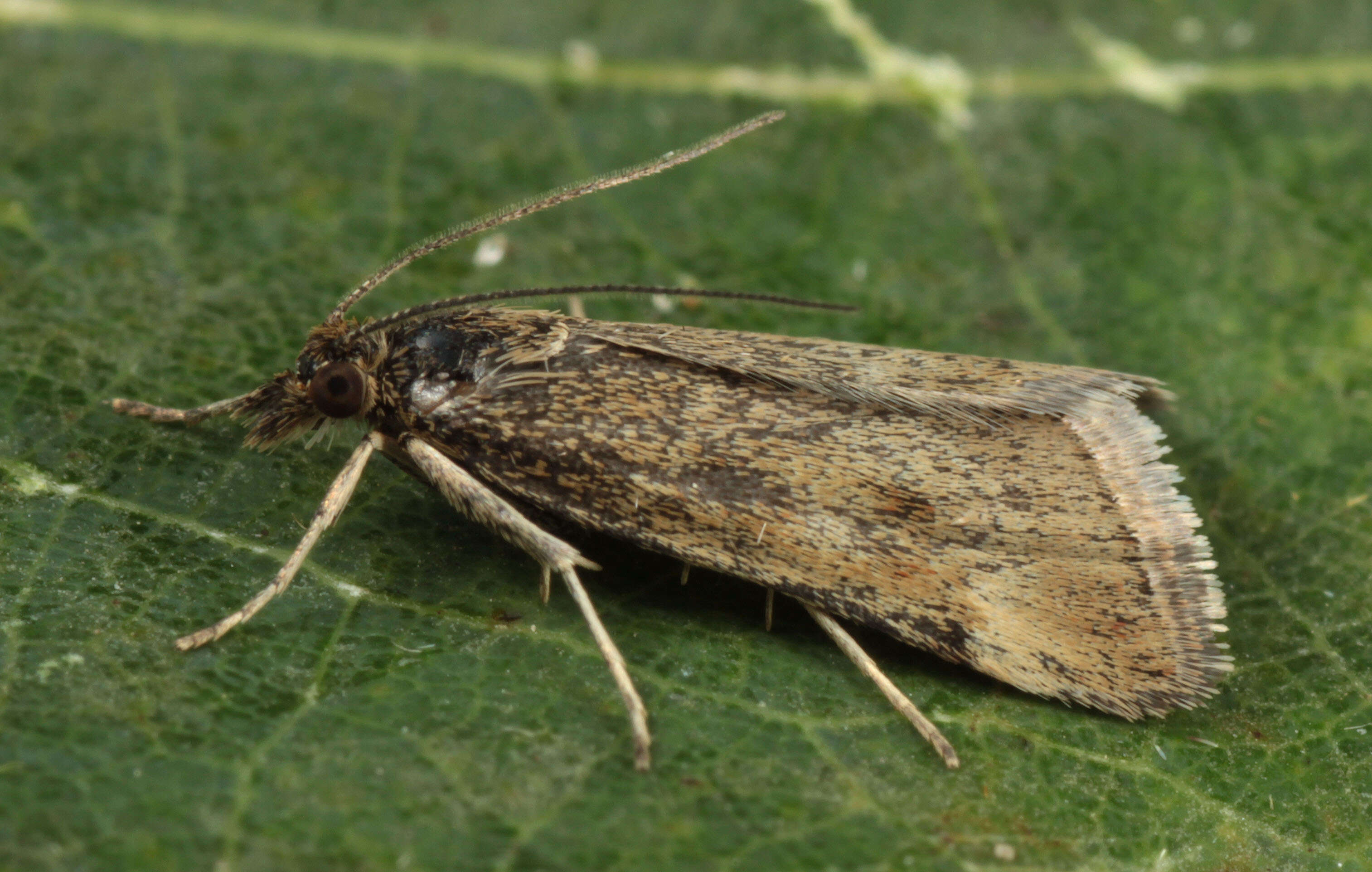 Image of Straw-barred Pearl