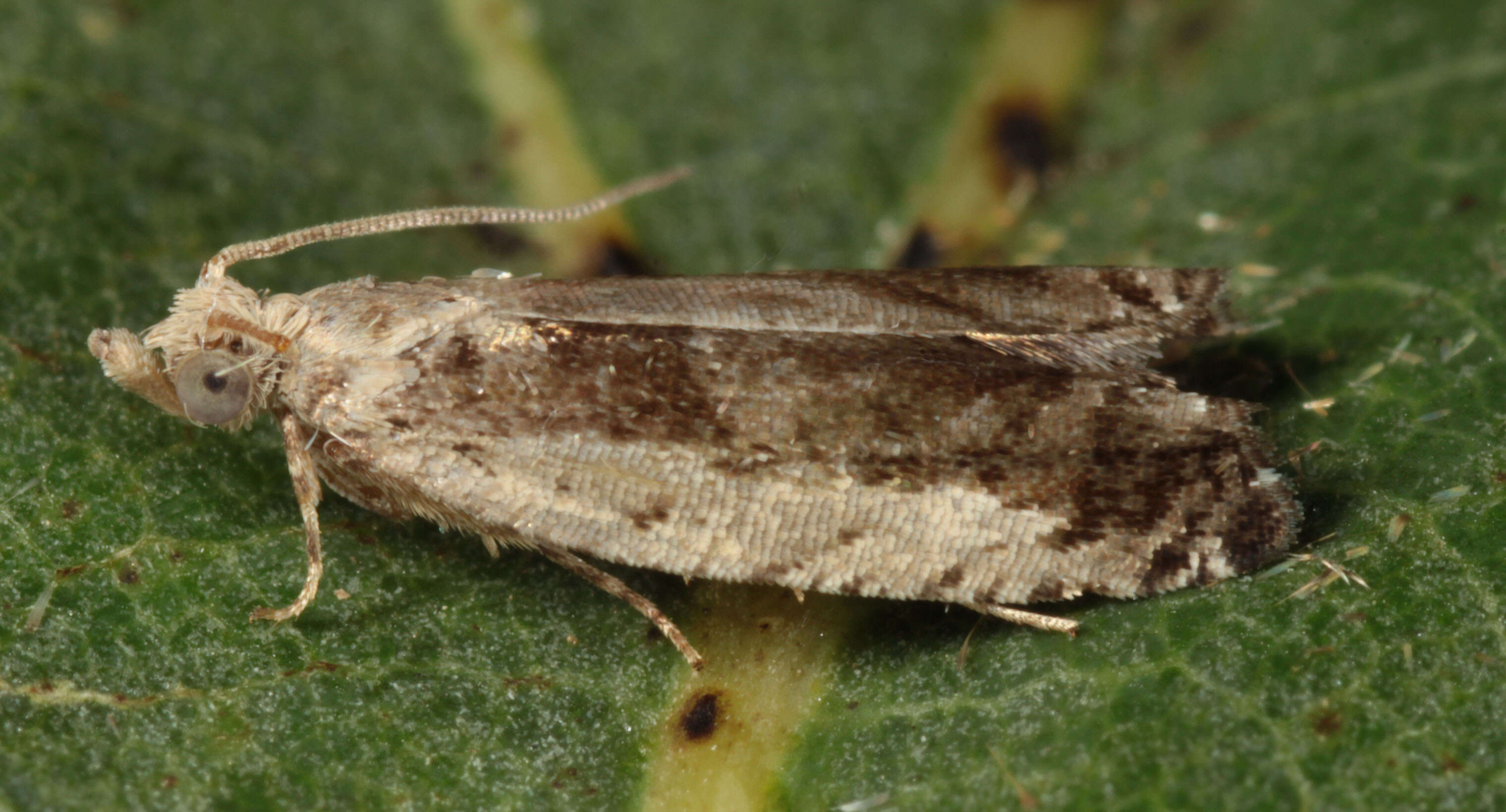 Image of Epinotia ramella Linnaeus 1758