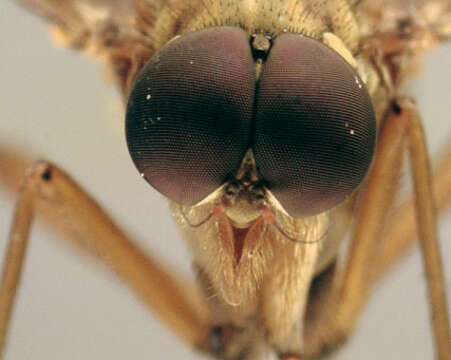 Image of Marsh Snipe fly