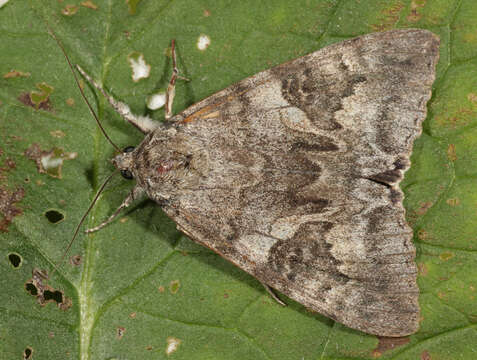 Image of red underwing