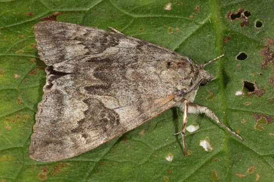 Image of red underwing