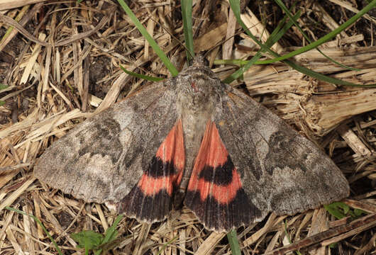 Слика од Catocala nupta Linnaeus 1767