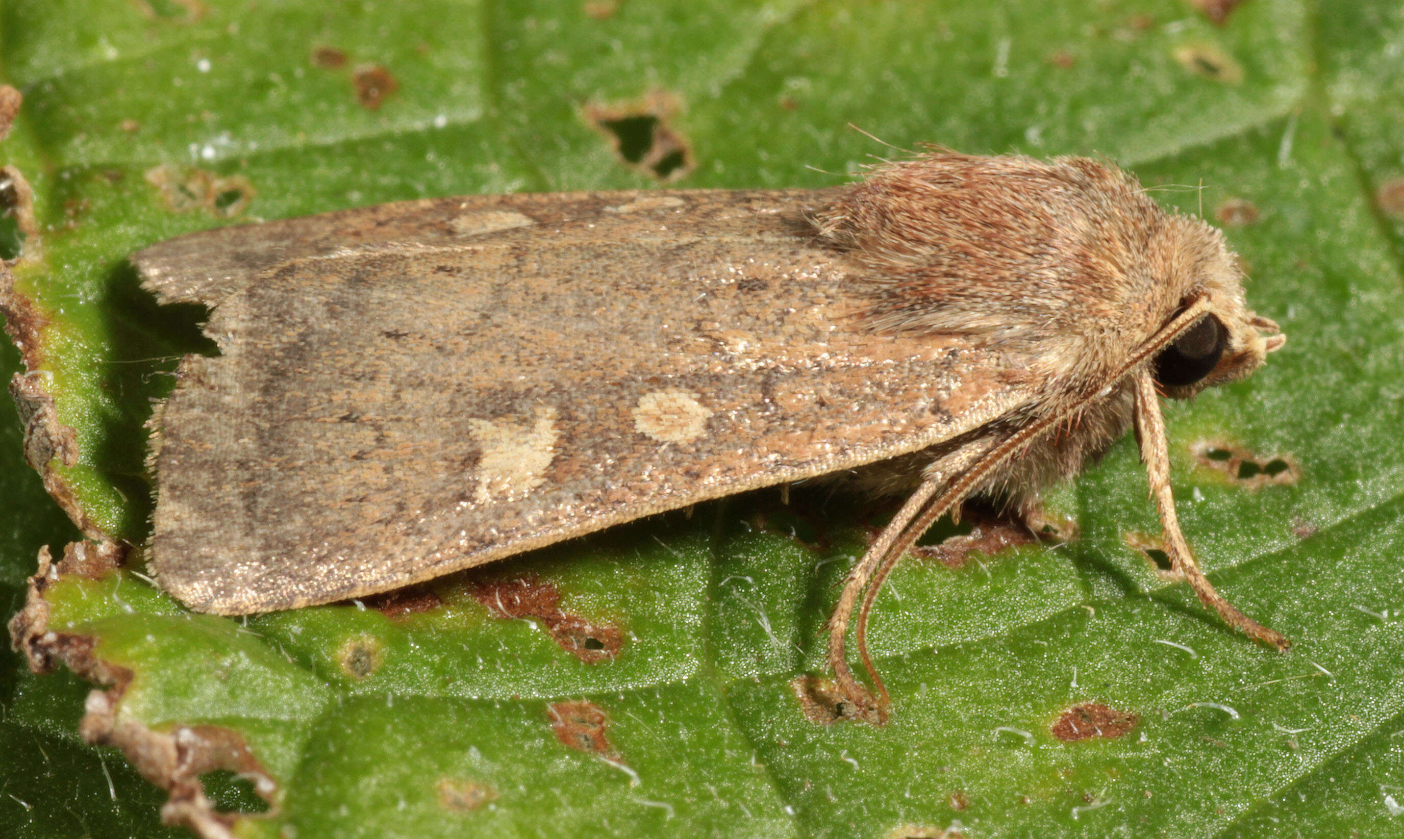 Image de noctuelle belle