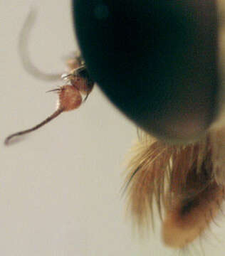 Image of Marsh Snipe fly