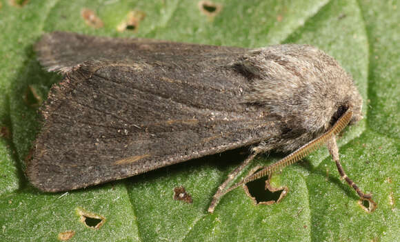 Image of Deep-brown Dart