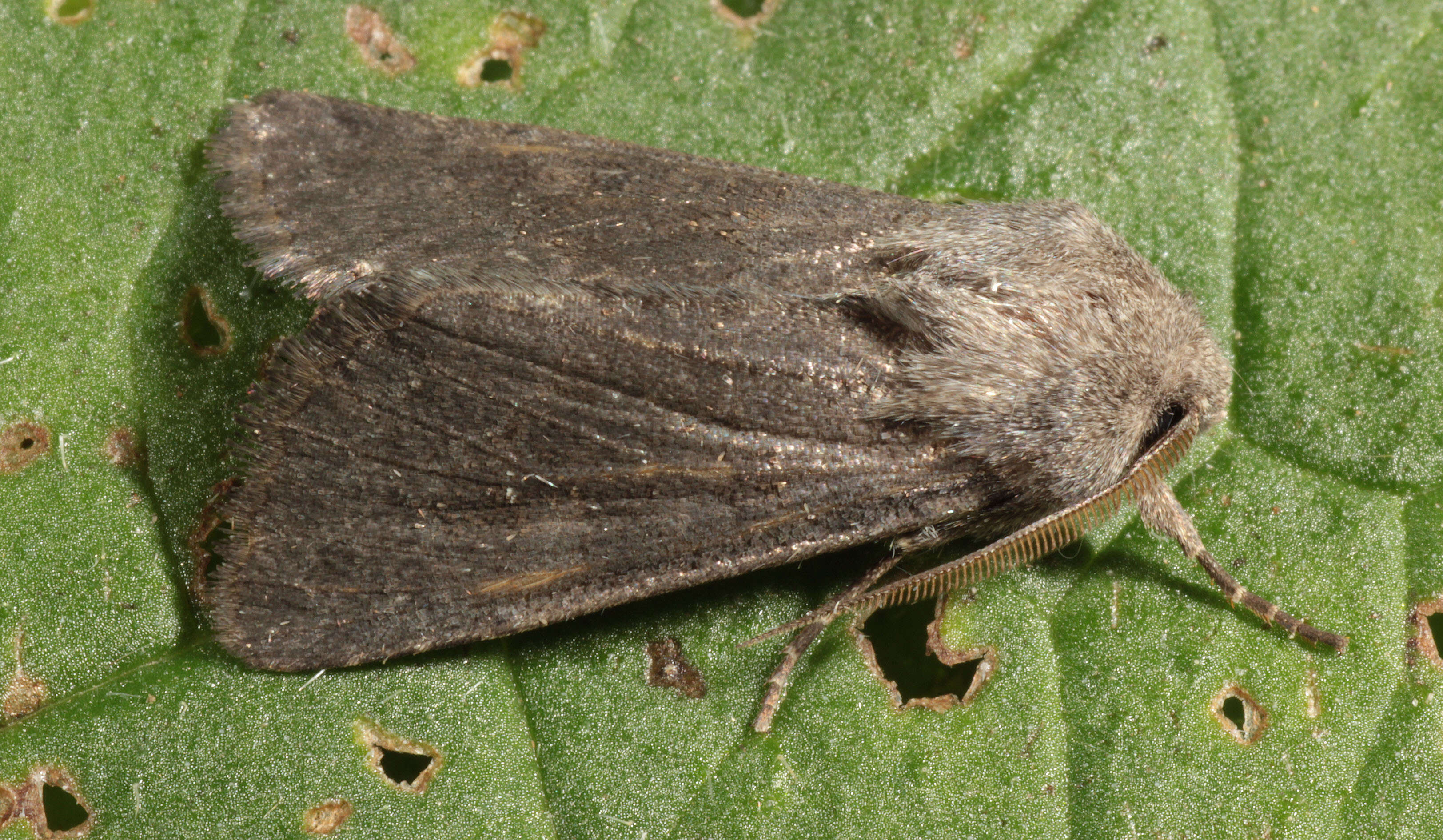 Image of Deep-brown Dart