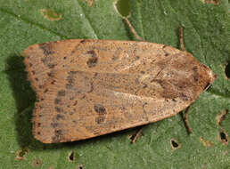 Image of lesser yellow underwing