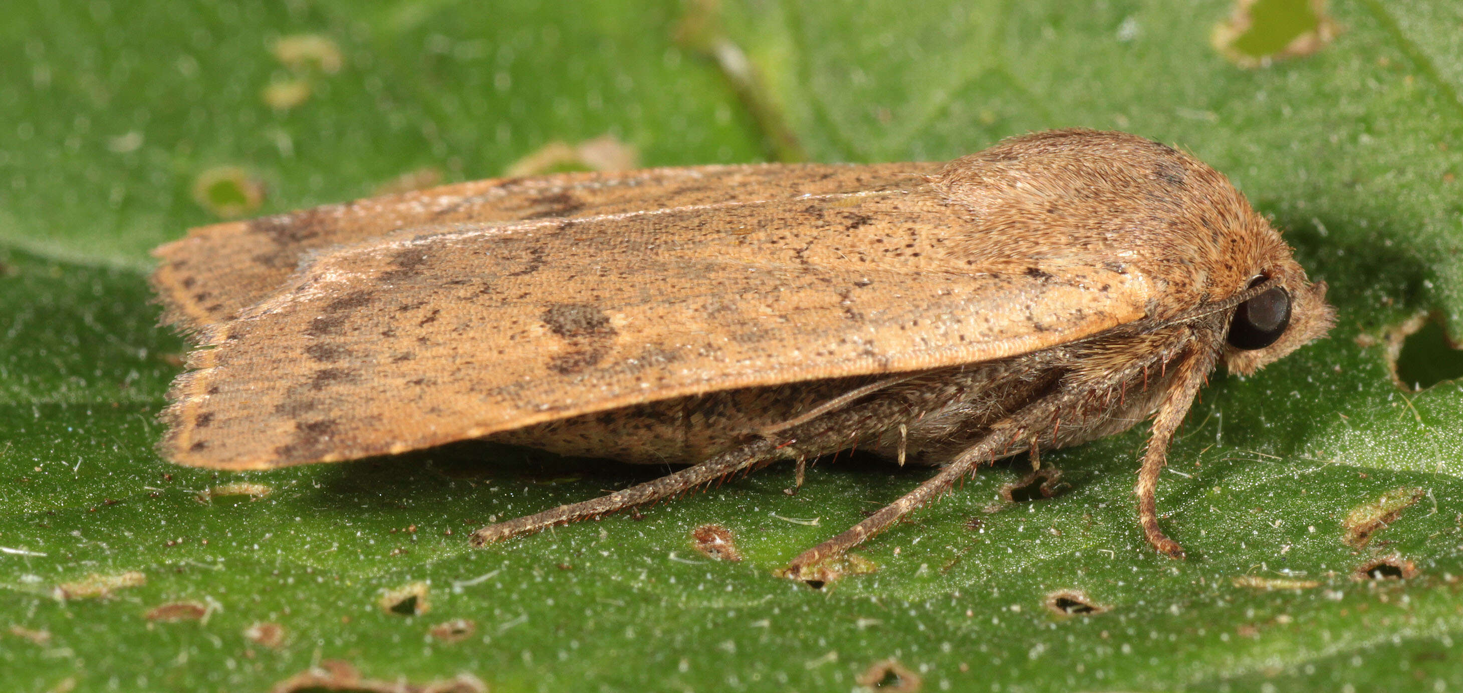 Image of lesser yellow underwing