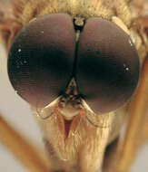 Image of Marsh Snipe fly