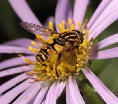 صورة Helophilus pendulus (Linnaeus 1758)