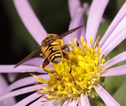 صورة Helophilus pendulus (Linnaeus 1758)