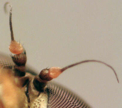 Image of Marsh Snipe fly