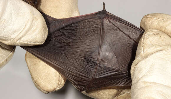 Image de Pipistrelle De Nathusius