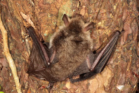 Image of Natterer's Bat