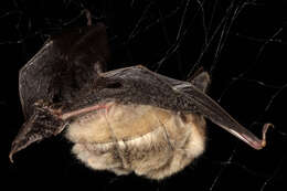 Image of Brown long-eared bat