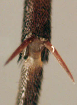 Image of Marsh Snipe fly