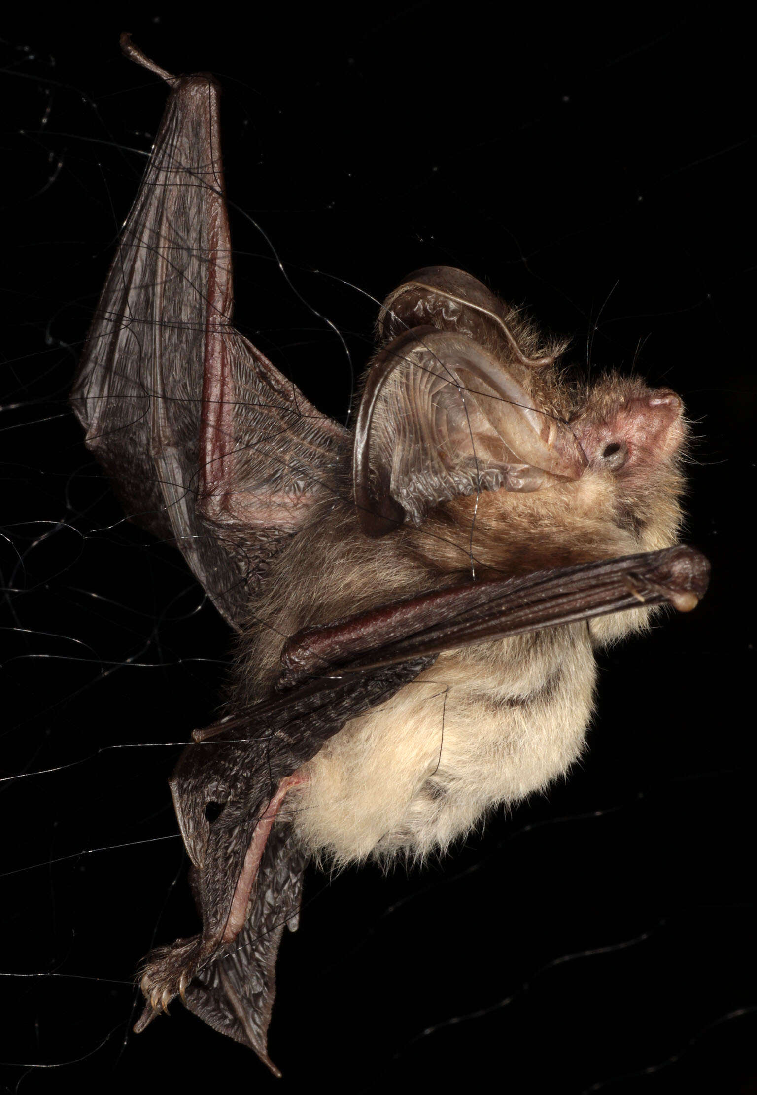 Image of Brown long-eared bat