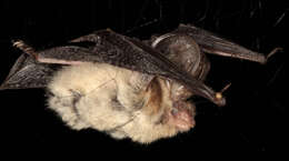 Image of Brown long-eared bat