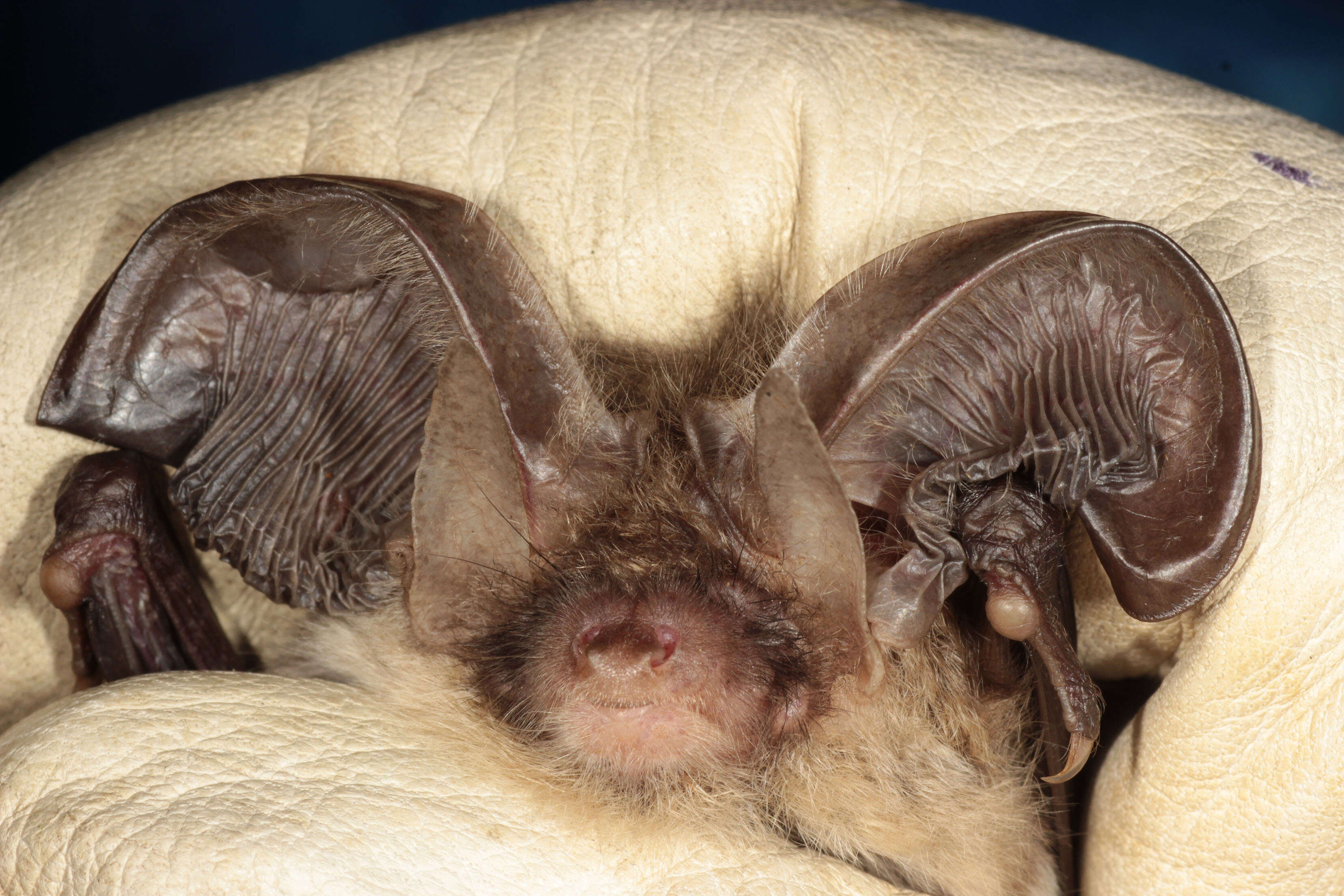 Image of Brown long-eared bat