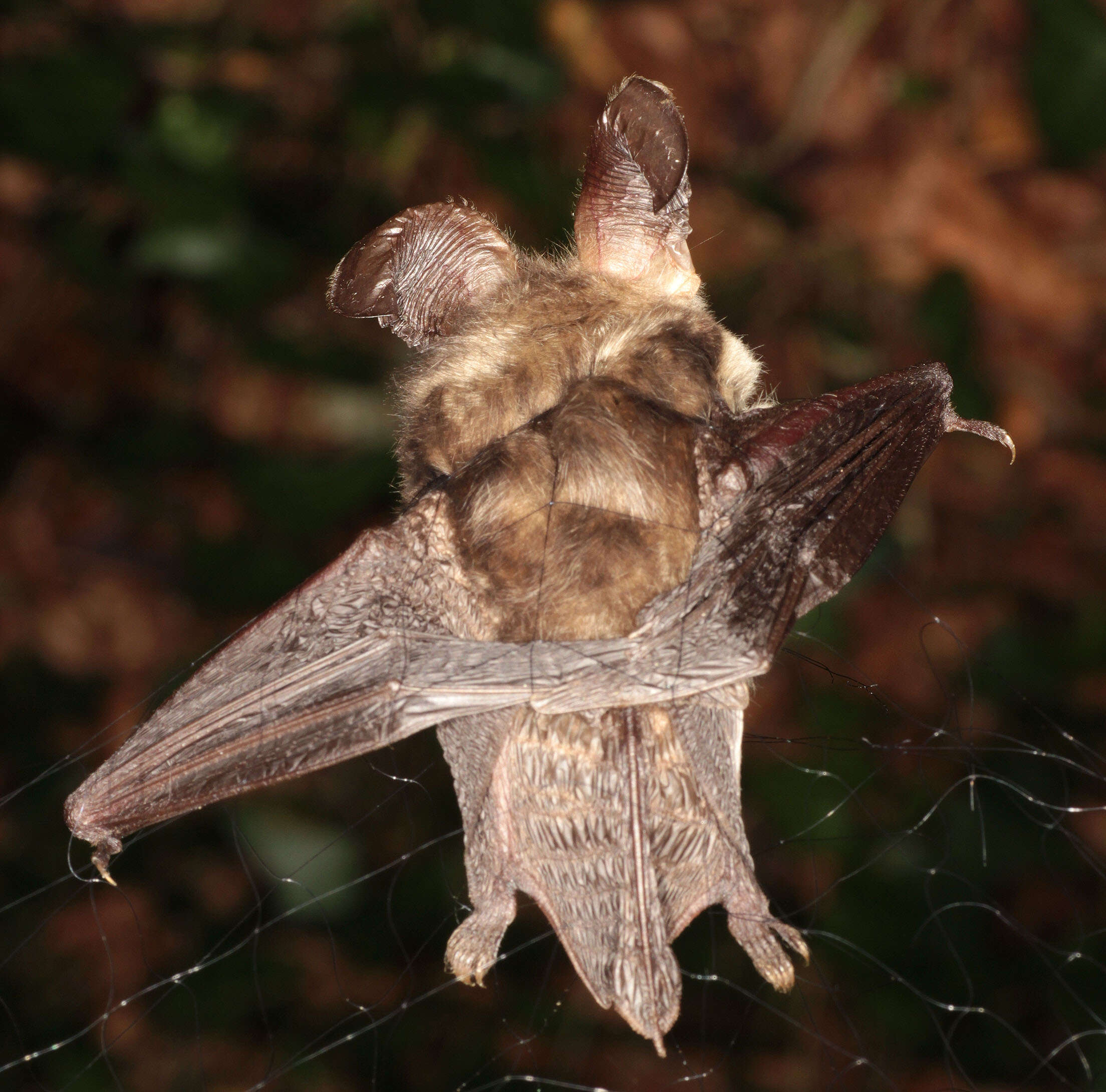 Image of Brown long-eared bat