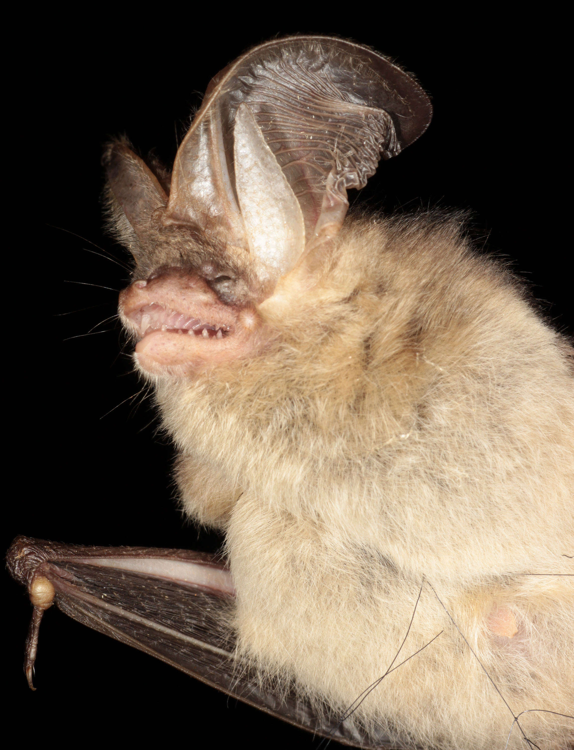 Image of Brown long-eared bat