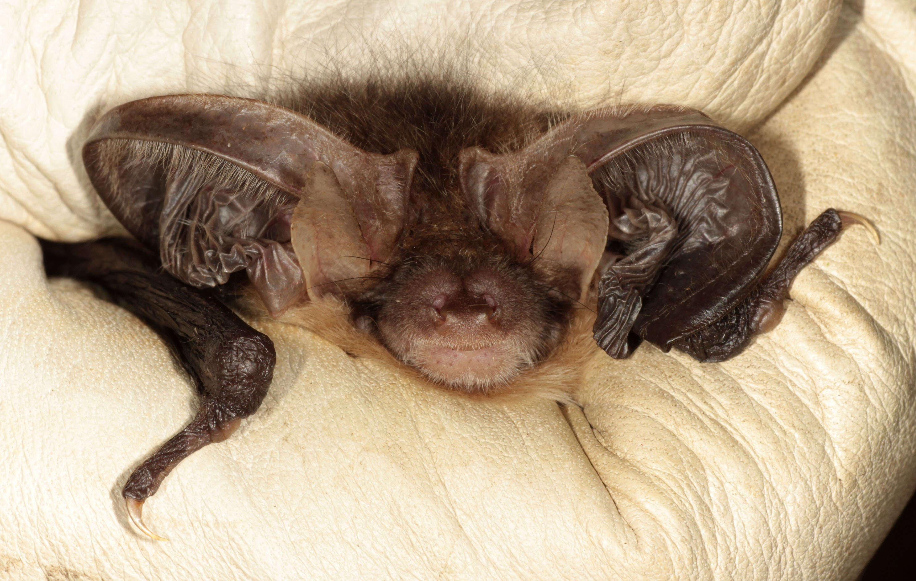 Image of Brown long-eared bat