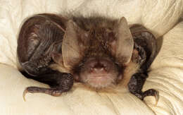 Image of Brown long-eared bat