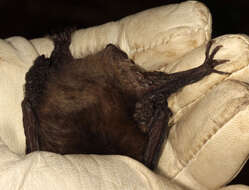 Image of Brown long-eared bat