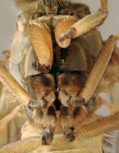 Image of Marsh Snipe fly