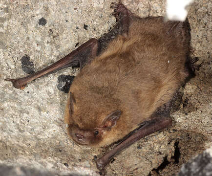 Image of soprano pipistrelle, pygmy pipistrelle