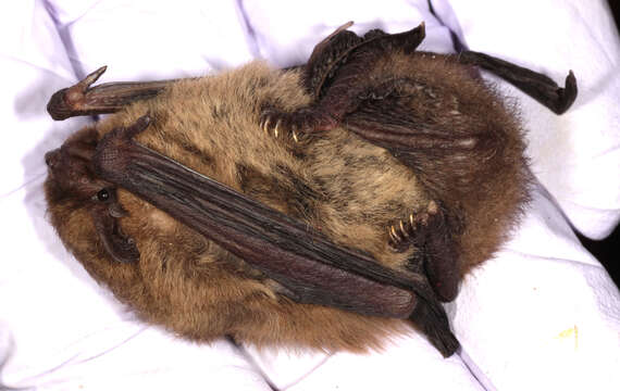 Image of soprano pipistrelle, pygmy pipistrelle