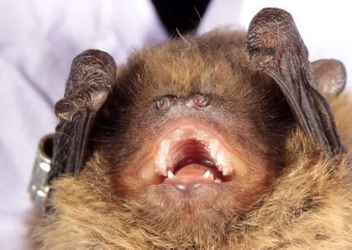 صورة Pipistrellus pygmaeus (Leach 1825)