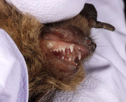 Image of soprano pipistrelle, pygmy pipistrelle