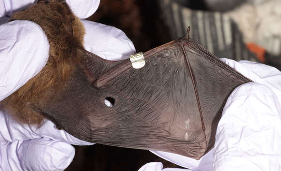 صورة Pipistrellus pygmaeus (Leach 1825)