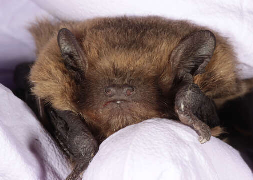 Image de pipistrelle pygmée